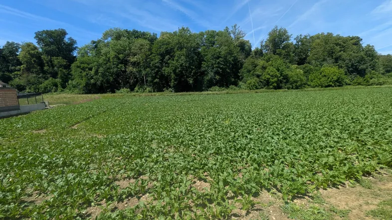 Weites Feld mit grünen Pflanzen und Waldrand im Hintergrund unter blauem Himmel.