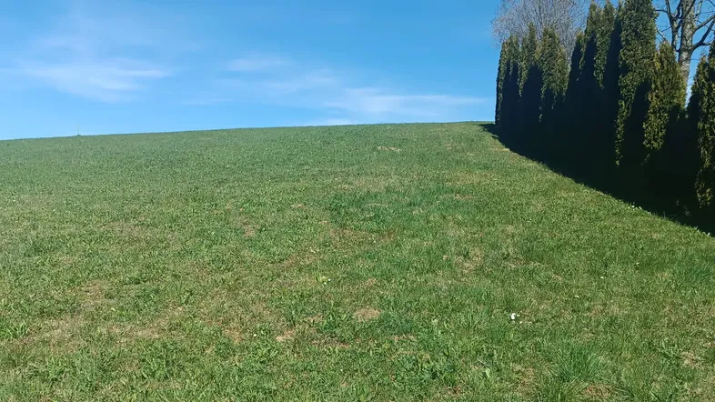 Weitläufige grüne Wiese mit einer Reihe von hohen Hecken unter blauem Himmel.