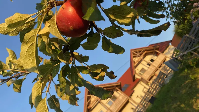 Apfelbaum mit reifen Früchten vor einem traditionellen Holzhaus im Sonnenlicht.