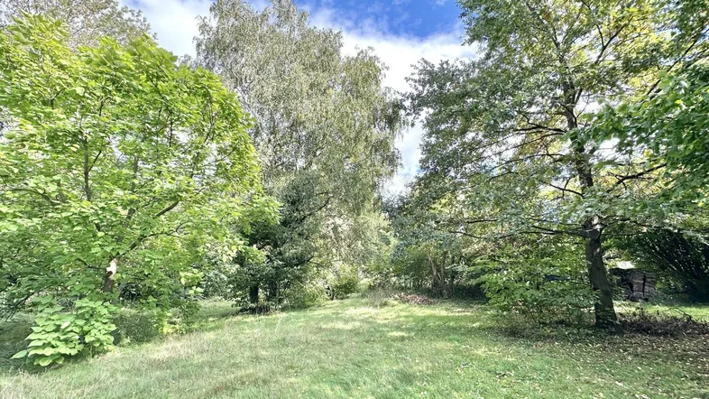 Naturbelassener Gartenbereich mit üppiger Vegetation und altem Baumbestand unter blauem Himmel.