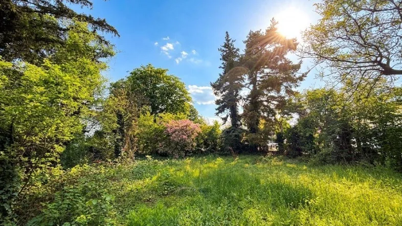 Sonniges Grundstück mit üppiger Vegetation und altem Baumbestand, ideal für Naturliebhaber.