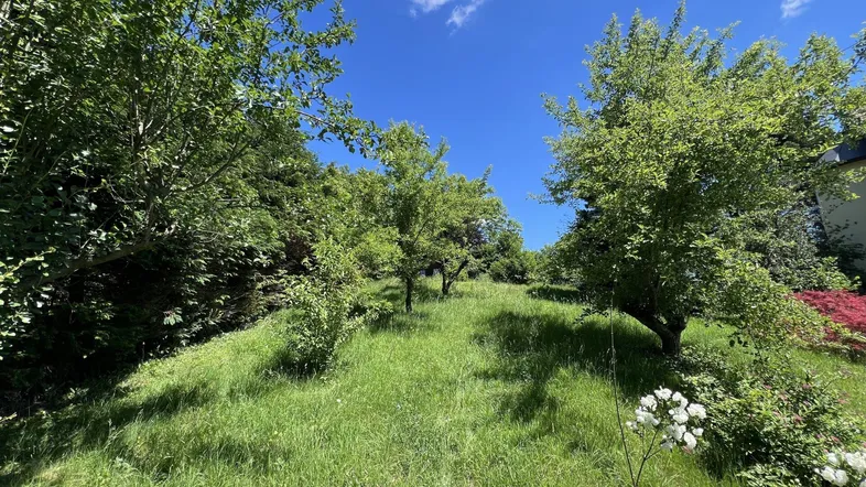 Grüner Garten mit Obstbäumen und Rasenfläche unter blauem Himmel.