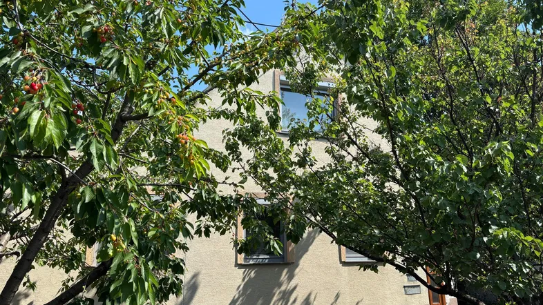 Fassade eines Gebäudes, teilweise von grünen Bäumen mit roten Früchten verdeckt.