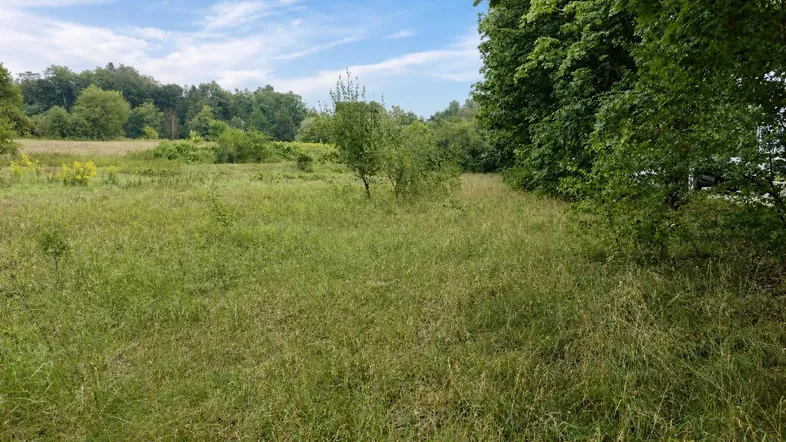 Weitläufige grüne Wiese mit Bäumen im Hintergrund unter einem blauen Himmel.