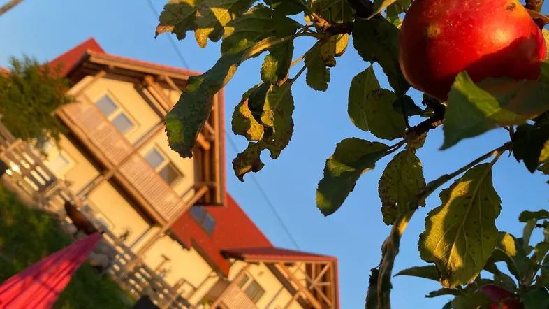 Roter Apfel am Baum mit Blick auf das charmante Holzhaus im Sonnenlicht.