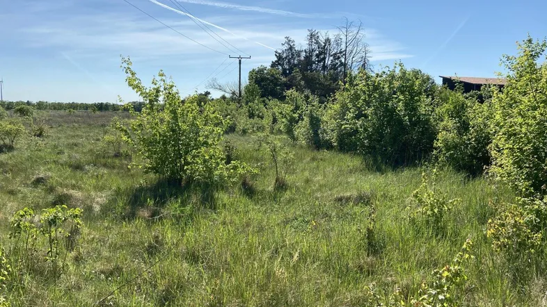Weitläufige grüne Wiese mit Büschen und Stromleitungen unter blauem Himmel.