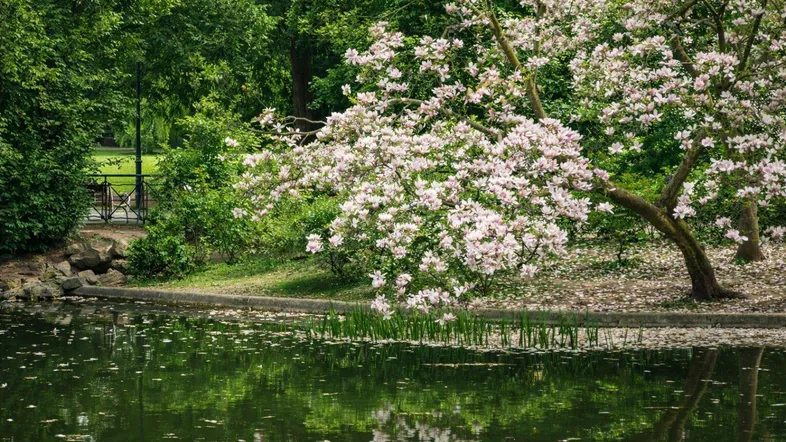 Blühender Magnolienbaum am Ufer eines Teichs in einer grünen Parklandschaft.