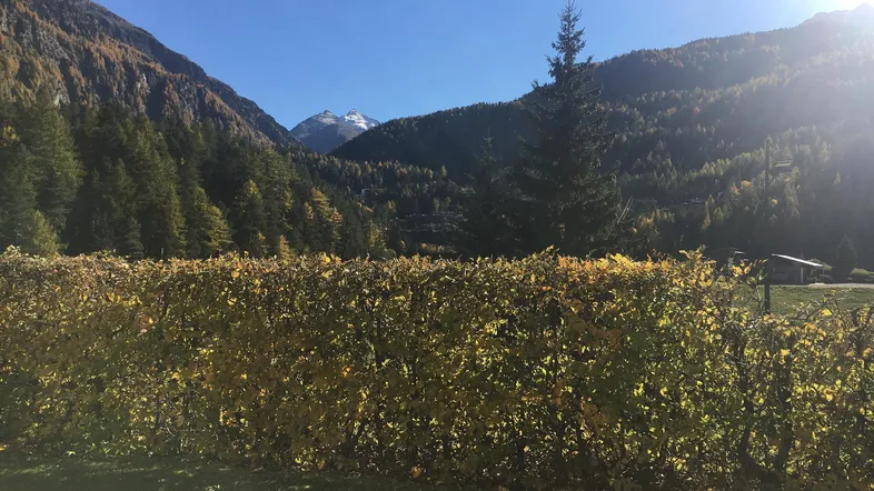 Panoramablick auf die umliegende Berglandschaft mit herbstlicher Vegetation und einem grünen Gartenbereich.