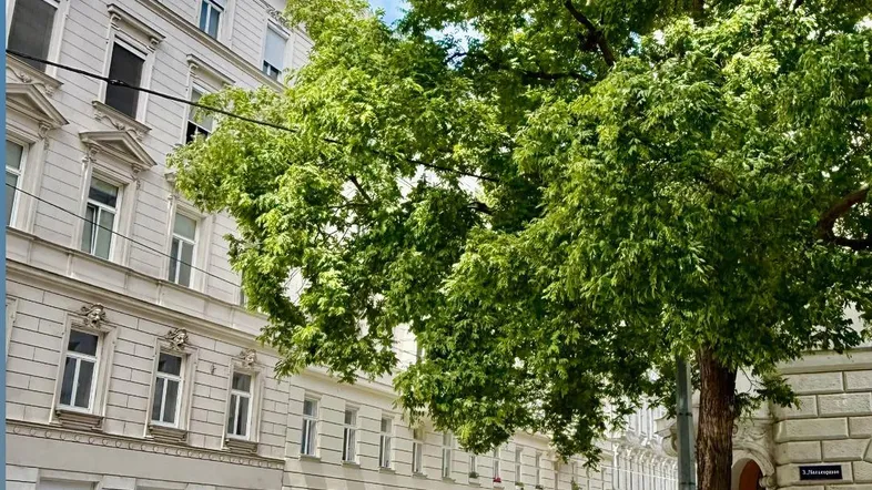 Eine belebte Straße mit historischen Gebäuden und einem großen Baum unter blauem Himmel.