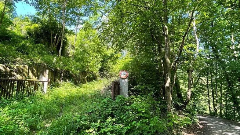 Weg durch einen dichten Wald mit üppigem Grün und Sonnenlicht, das durch die Bäume fällt.