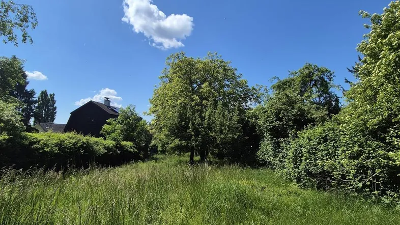 Weitläufige, grüne Gartenfläche mit hohem Gras und Bäumen unter blauem Himmel und einer entfernten Bebauung.