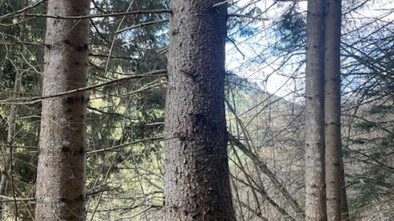 Hohe Nadelbäume in einem Waldgebiet mit natürlichem Untergrund und Moosbewuchs an den Stämmen.