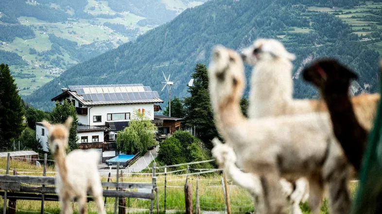 Alpaka-Farm mit einem Haus, das Solarpaneele und ein Windrad auf dem Dach hat, umgeben von grünen Bergen.