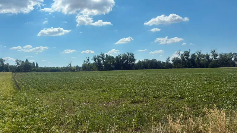 Weites Feld unter blauem Himmel mit vereinzelten Wolken und Bäumen am Horizont, strahlend beleuchtet.