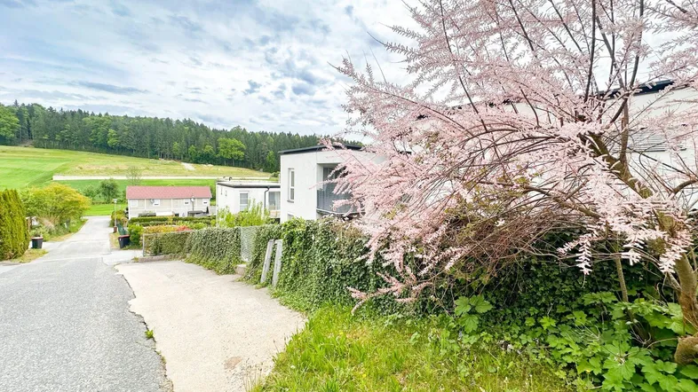 Malerische Landschaft mit blühendem Baum und modernen Gebäuden im Hintergrund unter bewölktem Himmel.