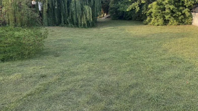 Gepflegte Rasenfläche mit üppiger Bepflanzung und hohen Bäumen im Hintergrund.