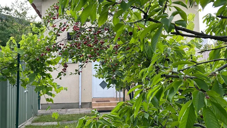 Ein kleiner Pfad führt durch üppiges Grün zum Eingang eines Hauses mit roten Beeren am Baum.