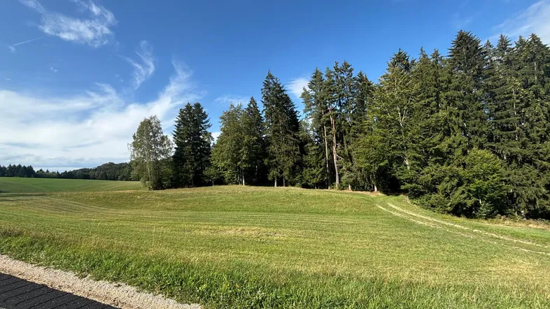 Weite grüne Wiesenlandschaft mit dichtem Waldrand unter strahlend blauem Himmel und einer Straße im Vordergrund.