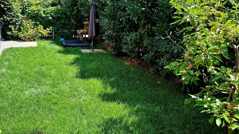 Grüner Gartenbereich mit Rasenfläche, Hecke und Obstbaum, ideal zum Entspannen im Freien.