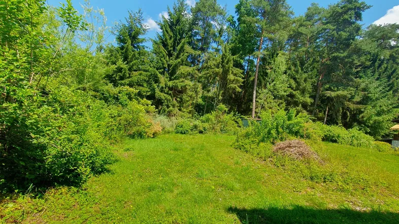 Grüne Rasenfläche umgeben von dichtem Baumbestand und Sträuchern unter blauem Himmel.