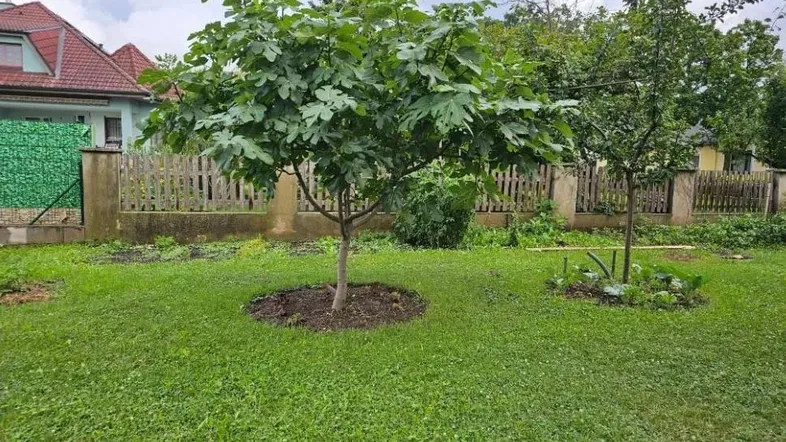 Grüner Gartenbereich mit Rasenfläche und jungen Obstbäumen unter bewölktem Himmel.