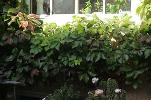 Gepflegtes Haus mit Sauna – Berlin – Vorschaubild 7