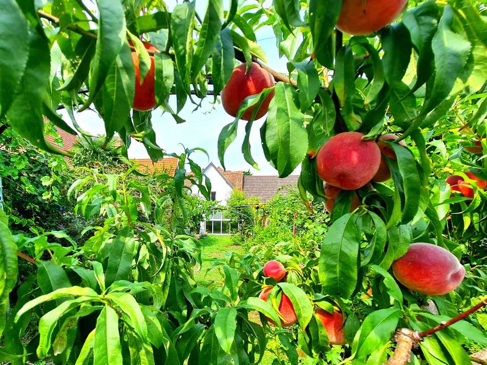 Gartenseite