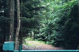 Rarität Nähe Freyung - Ferienhütte mit Bienenhaus und  Fischweiher - totale Alleinlage!!! – Die vollständige Adresse der Immobilie erhältst du vom Anbieter., 94078 Freyung – Vorschaubild 2
