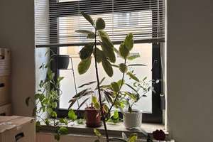 Charmante Altbauwohnung mit viel potential in Kreuzviertel