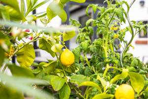 Property thumbnail 13