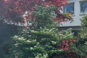 Bungalow Bonn Lengsdorf – Die vollständige Adresse der Immobilie erhältst du vom Anbieter., 53127 Lengsdorf, Bonn – Vorschaubild 7