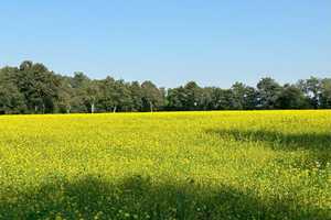 Landleben pur in Charlottendorf! – Oldenburg (Kreis) – Vorschaubild 2
