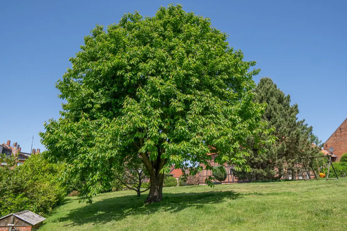 Garten mit Entwicklungspotenzial