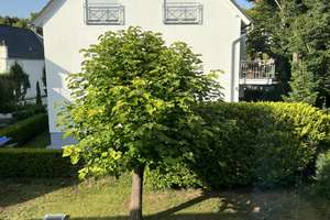 Ansprechende, helle 4-Raum-Wohnung mit EBK, in ruhiger Gartenanlage – Platter Straße 162b, 65193 Nordost, Wiesbaden – Vorschaubild 12