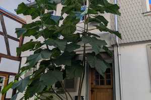 charmantes Fachwerkhaus in zentraler Lage in Groß-Umstadt zu vermieten. – Darmstadt-Dieburg (Kreis) – Vorschaubild 1