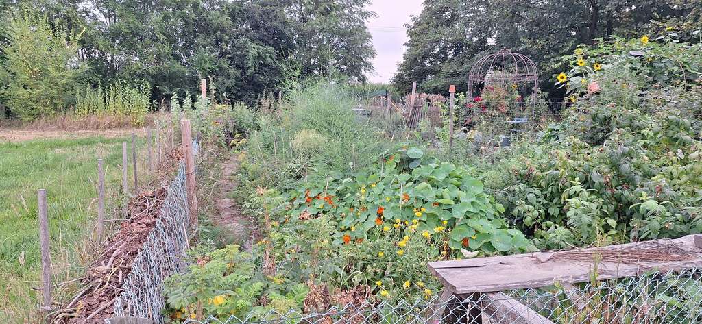 Immobilie in Wittingen - Resthof mit Weide und großem Garten - ideal für Selbstversorger und Tierbesitzer - 1,37ha - Bild 3