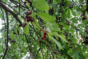 Property thumbnail 21