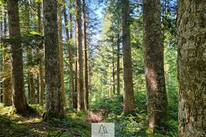 Einzigartiges Naturjuwel in den Allgäuer Alpen – anerkannte Alpe mit Wald- und Weideflächen – Die vollständige Adresse der Immobilie erhältst du vom Anbieter., 87538 Balderschwang – Vorschaubild 25