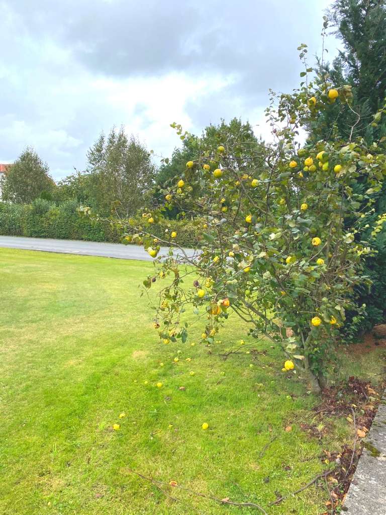 Immobilie in Kalletal - Für Kapitalanleger Mehrfamilienhaus Kalletal Bentorf - Bild 4