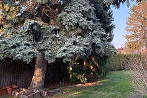 Doppelhaushälfte auf 600 m² Sonnengrundstück in begehrter Lage Mannheim-Gartenstadt – Sonnenschein 50, 68305 Käfertal, Mannheim – Vorschaubild 11