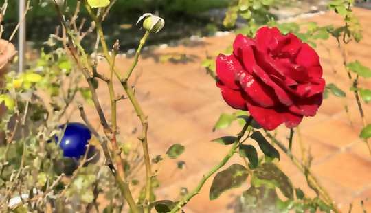 Bild von Ihre "Rose" mitten in bester, ruhiger Nachbarschaft