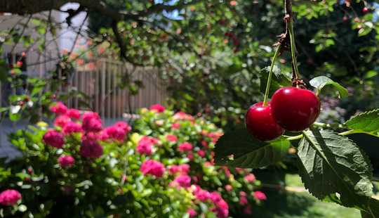 Bild von Von privat: Mehrgen.-Haus, vielseitig nutzbar, Wohnen, Arbeiten,Renditeobjekt,…