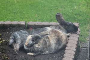 Zuhause mit 3 Zimmern, Terrasse, Gartennutzung, Kleintierhaltung möglich – Am Haselborn 1b, 38448 Warmenau, Wolfsburg – Vorschaubild 16