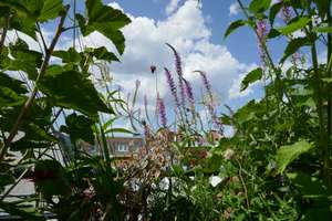 Property thumbnail 11