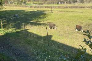Viel Platz auf Traumgrundstück mitten im Landschaftsschutzgebiet – Die vollständige Adresse der Immobilie erhältst du vom Anbieter., 27711 Osterholz-Scharmbeck – Vorschaubild 37
