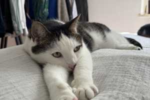 Zwischenmiete (2Monate) mit Katzenbetreuung ab Sept – München – Vorschaubild 7