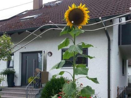 Haus kaufen in Nersingen ImmoScout24