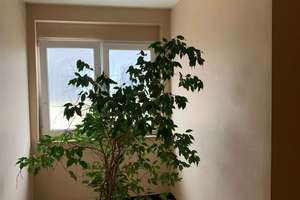 Leere, vollmöbilierte 1-Zimmerwohnung mit Einbauküche in Ludwigshafen – 67065 Mundenheim, Ludwigshafen am Rhein – Vorschaubild 9