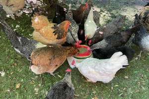 Altes Bauernhaus für Selbstversorger, Träumer, Individualisten mit Bauerngarten und Obstgehölzen! – Mühltalweg 74, 41844 Wegberg – Vorschaubild 18
