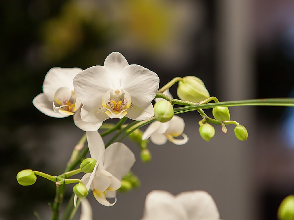 Immobilienverkauf Auf Rentenbasis Das Mssen Sie Wissen